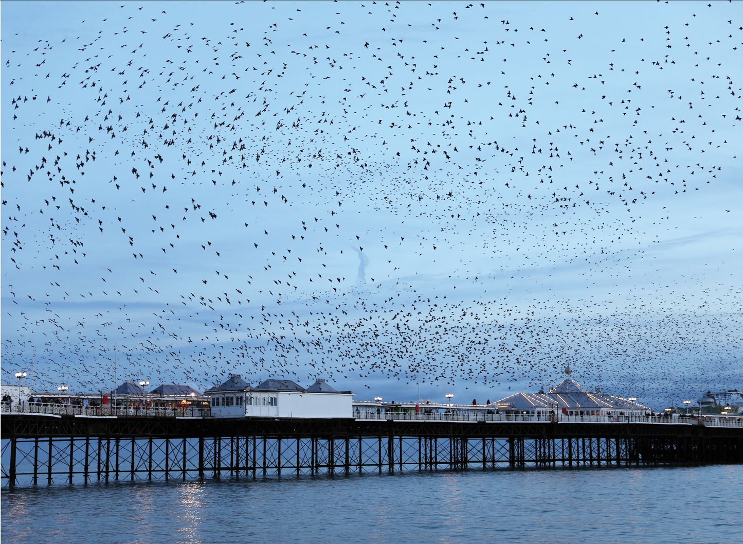 The starling murmuration Brighton pier greeting card 