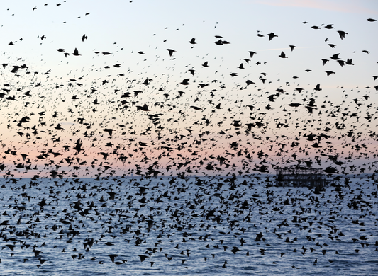 The west pier Brighton starlings birds murmuration greeting card